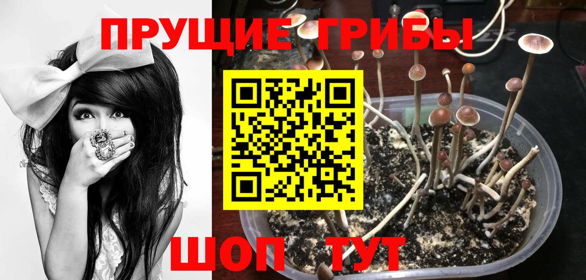 Курчатов  Псилоцибиновые грибы ЛСД  Вход с VPN 
